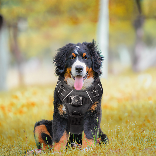 Reflective AirTag Dog Harness