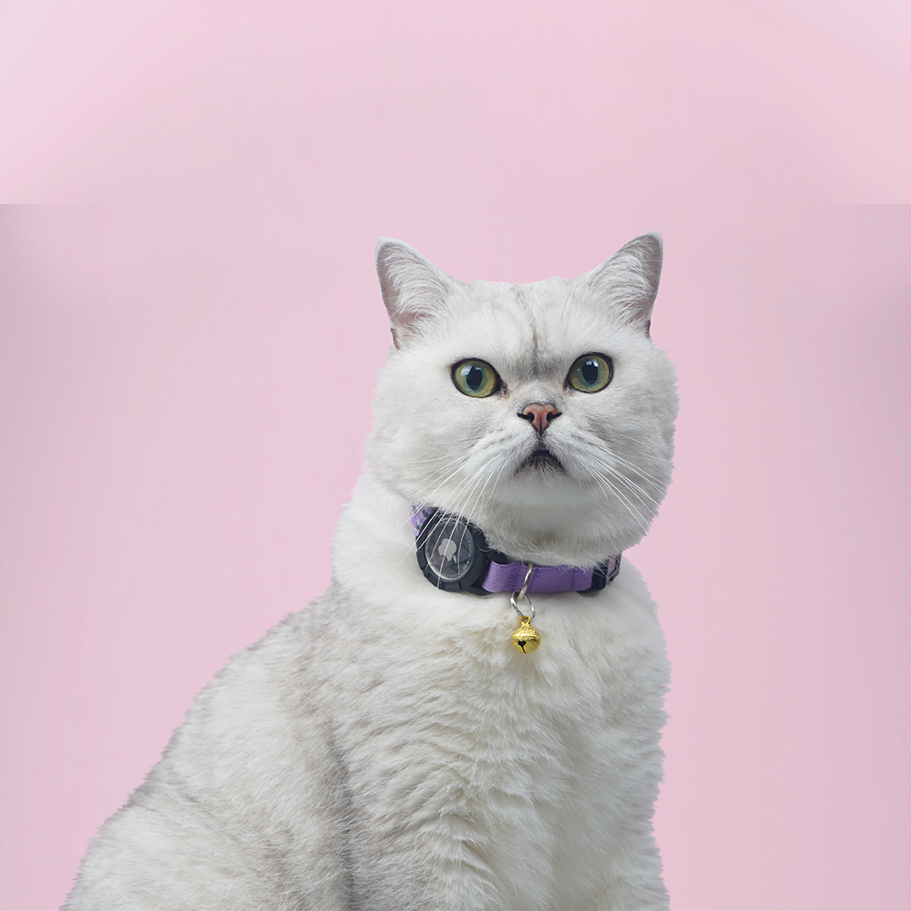 Reflective AirTag Cat Collar 9 Colors to Choose